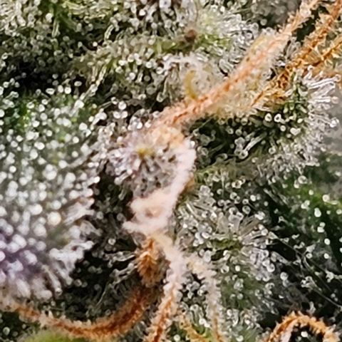 Fruit Spirit  growlog timeline photo