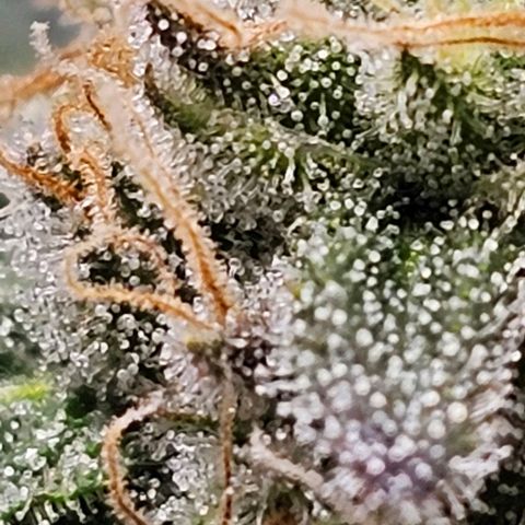 Fruit Spirit  growlog timeline photo