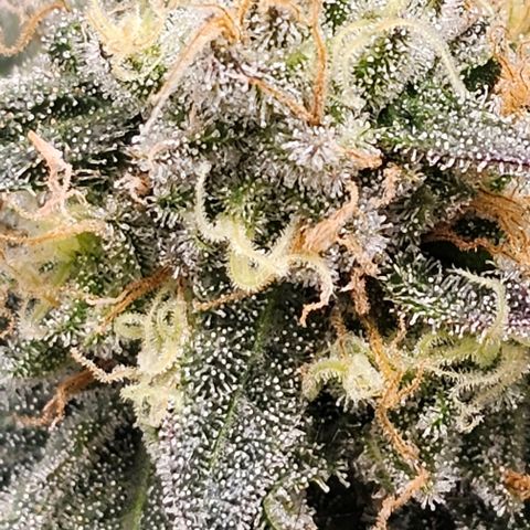 Fruit Spirit  growlog timeline photo