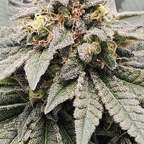 Fruit Spirit  growlog timeline photo