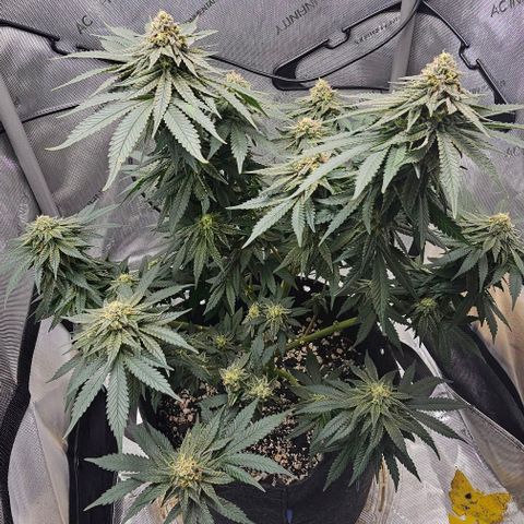 Fruit Spirit  growlog timeline photo