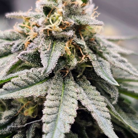 Fruit Spirit  growlog timeline photo