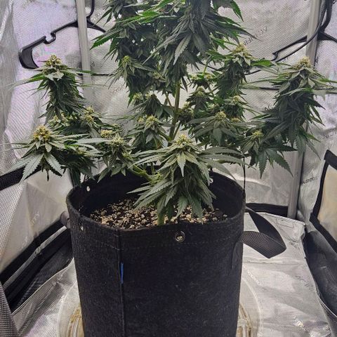 Fruit Spirit  growlog timeline photo