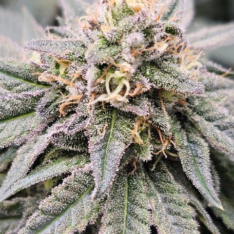 Fruit Spirit  growlog timeline photo
