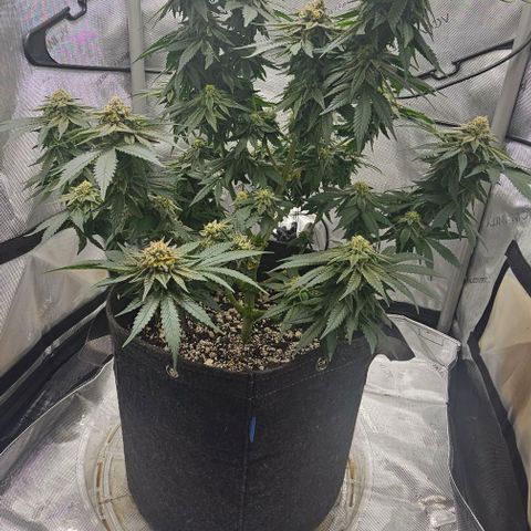 Fruit Spirit  growlog timeline photo