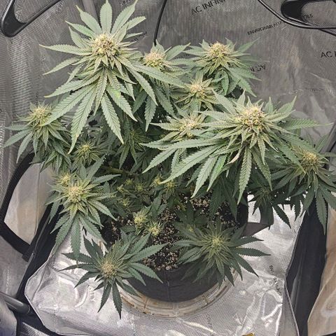 Fruit Spirit  growlog timeline photo