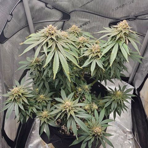 Fruit Spirit  growlog timeline photo