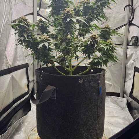 Fruit Spirit  growlog timeline photo