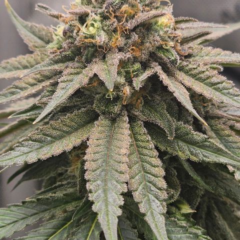 Fruit Spirit  growlog timeline photo