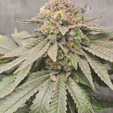 Fruit Spirit  growlog timeline photo