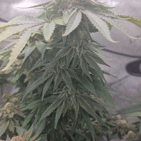 Fruit Spirit  growlog timeline photo
