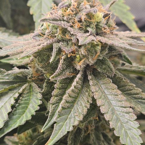 Fruit Spirit  growlog timeline photo