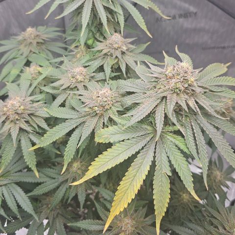 Fruit Spirit  growlog timeline photo