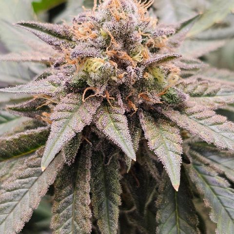 Fruit Spirit  growlog timeline photo