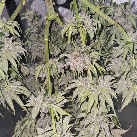 Fruit Spirit  growlog timeline photo