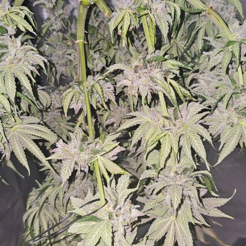 Fruit Spirit  growlog timeline photo