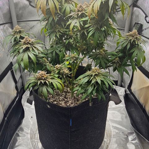 Fruit Spirit  growlog timeline photo