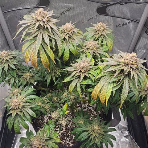 Fruit Spirit  growlog timeline photo
