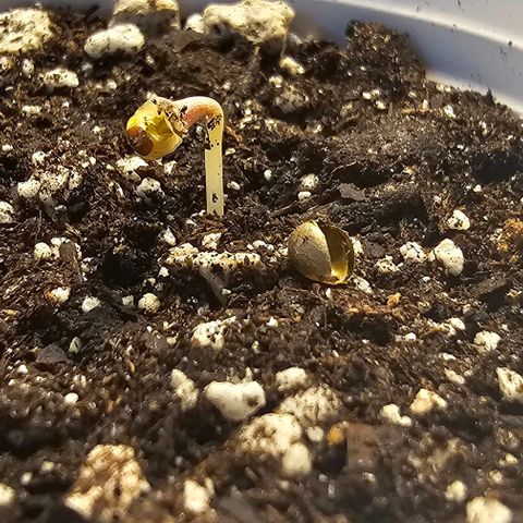 Tropicana Cherry growlog timeline photo