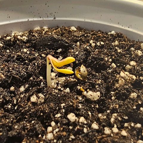 Tropicana Cherry growlog timeline photo
