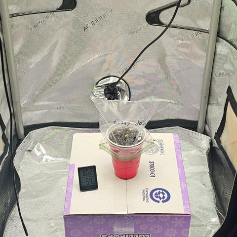 Tropicana Cherry growlog timeline photo
