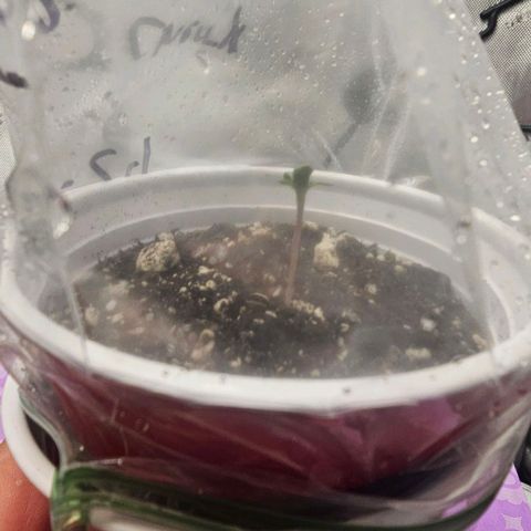Tropicana Cherry growlog timeline photo