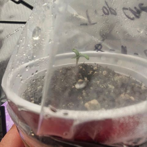 Tropicana Cherry growlog timeline photo