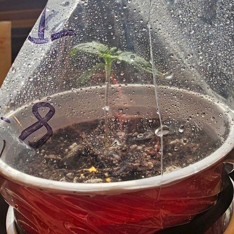 Tropicana Cherry growlog timeline photo
