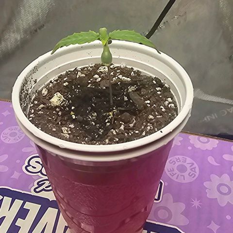 Tropicana Cherry growlog timeline photo