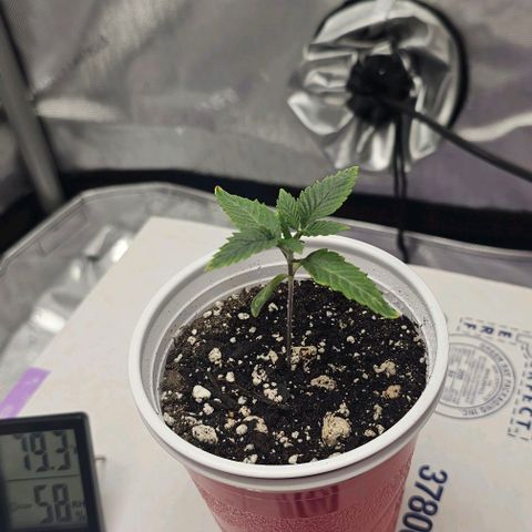 Tropicana Cherry growlog timeline photo