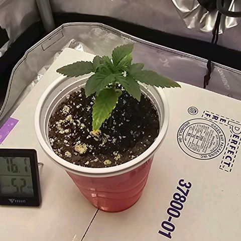 Tropicana Cherry growlog timeline photo