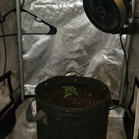 Tropicana Cherry growlog timeline photo