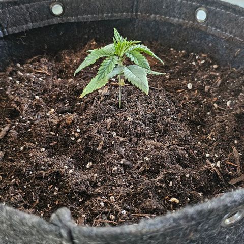 Tropicana Cherry growlog timeline photo
