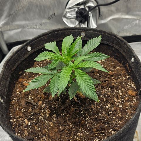 Tropicana Cherry growlog timeline photo