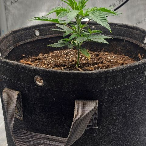 Tropicana Cherry growlog timeline photo