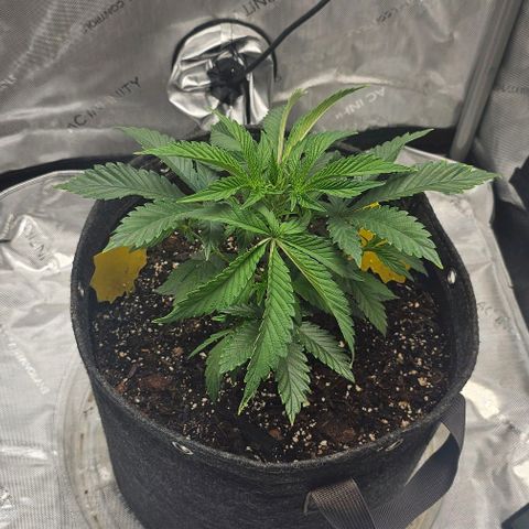 Tropicana Cherry growlog timeline photo