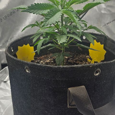 Tropicana Cherry growlog timeline photo