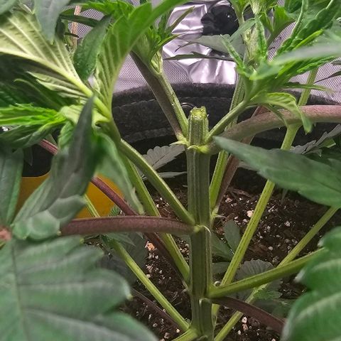 Tropicana Cherry growlog timeline photo