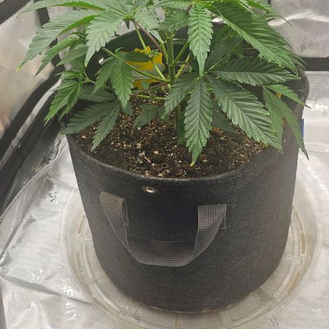 Tropicana Cherry growlog timeline photo