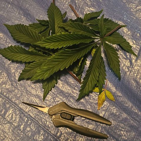Tropicana Cherry growlog timeline photo