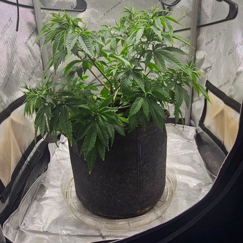 Tropicana Cherry growlog timeline photo
