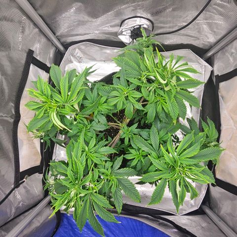 Tropicana Cherry growlog timeline photo