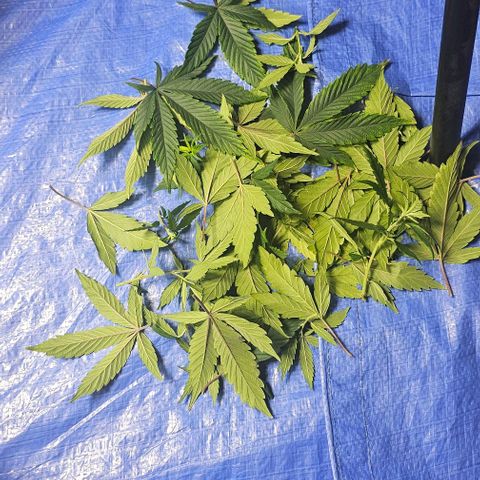 Tropicana Cherry growlog timeline photo