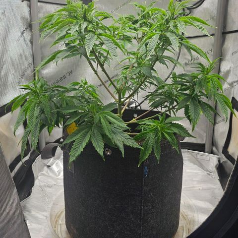 Tropicana Cherry growlog timeline photo