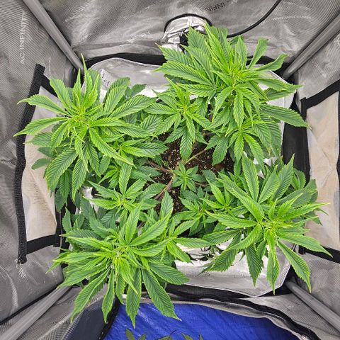Tropicana Cherry growlog timeline photo