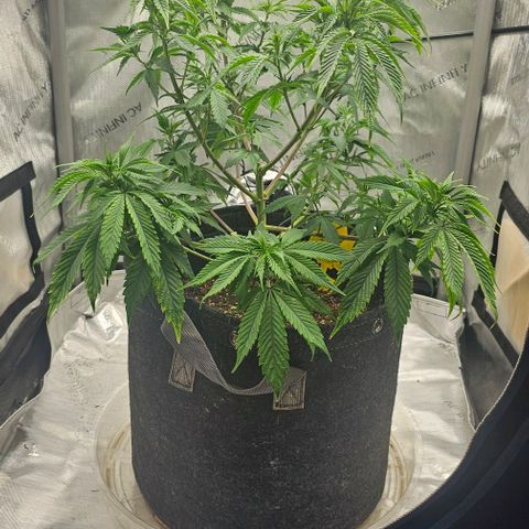 Tropicana Cherry growlog timeline photo