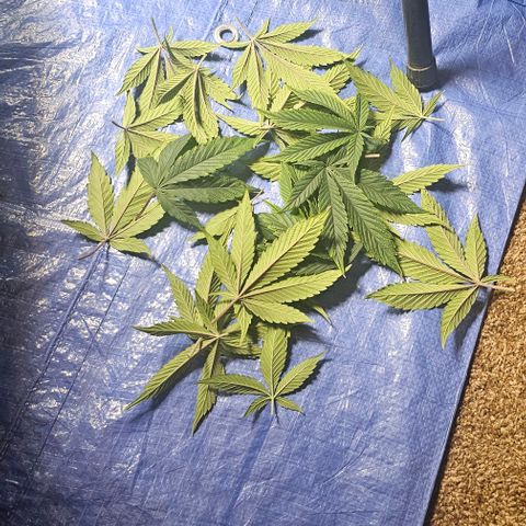 Tropicana Cherry growlog timeline photo