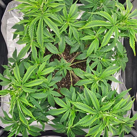 Tropicana Cherry growlog timeline photo