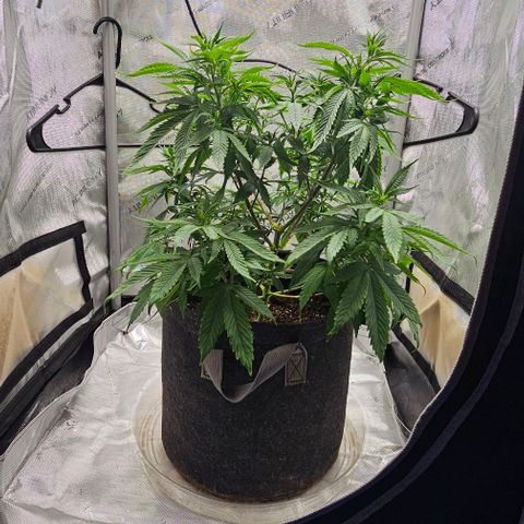 Tropicana Cherry growlog timeline photo
