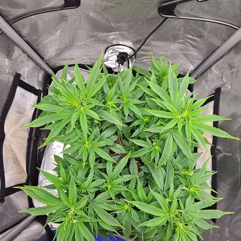 Tropicana Cherry growlog timeline photo